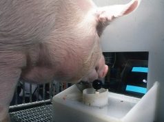 Свиней научили играть в видеоигры, пользуясь пятачком