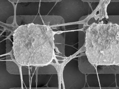 Ученые начинают внедрять живые нейроны в компьютерные микрочипы