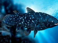 «Живое ископаемое» латимерия оказалась древним генетическим парадоксом