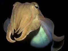 Каракатицы успешно прошли тест на интеллект, предназначенный для людей