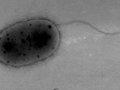 На МКС обнаружены неизвестные науке микроорганизмы