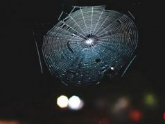 Ученые превратили паутину в музыкальный инструмент и заставили ее звучать