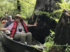 В Северной Америке нашли древнейшее дерево континента