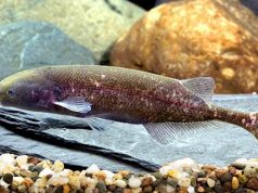 Эти рыбки общаются с помощью электричества, но делают это так же, как люди