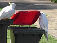 Австралийские какаду учат друг друга открывать мусорные баки
