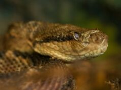 Хирургический клей на основе змеиного яда остановит кровотечение за несколько секунд