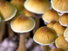 Исследование показало, что даже единичная доза псилоцибина провоцирует бурный рост нейронных связей