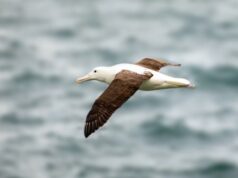 Птицы с черными крыльями летают дальше и лучше