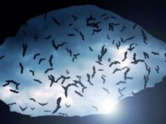 В Аргентине найдены останки гигантской древней летучей мыши-вампира