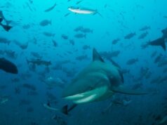 Во избежание конкуренции акулы научились охотиться посменно