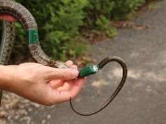 Змеи-дозиметристы исследуют радиационную обстановку в Фукусиме