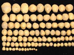 Ген человеческого ожирения помог вырастить гигантский картофель