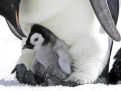 Из-за глобального потепления императорские пингвины могут полностью исчезнуть к концу этого века