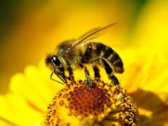 Стимуляция кофеином улучшает рабочие качества пчел