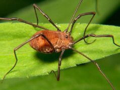 Ученые из любопытства превратили длинноногих пауков-сенокосцев в коротконогих