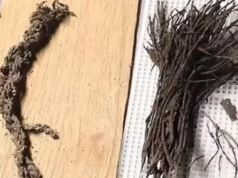 В Мексике археологи обнаружили букеты цветов, которым около 1800 лет. Фото