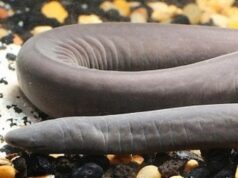 В США впервые обнаружили причудливое земноводное – широкоголовую червягу