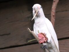 Дикие какаду – единственные не-приматы, кто научился делать и применять инструменты