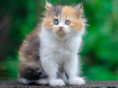 Финские ученые вывели семь ключевых качеств кошек