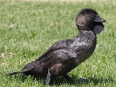 Лопастные утки научились ругаться на человеческом языке