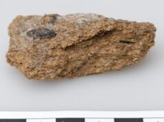 2700 лет назад европейские шахтеры закусывали пиво голубым сыром