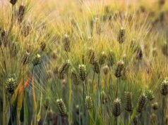 Исландские генетики модифицировали ячмень для выращивания мясных белков