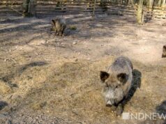 Свиньи отобрали у певицы Шакиры сумку с телефоном