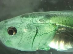 Ученые создали живое существо, которое не нуждается в дыхании