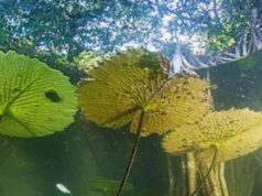 В Мексике найден реликтовый лес, сохранившийся с последнего ледникового периода