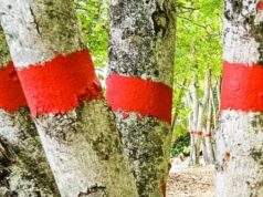 «Дерево смерти» – что из себя представляет и где растет самое ядовитое в мире дерево