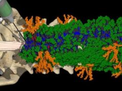 Единственная инъекция «танцующих молекул» вернула парализованным мышам способность ходить