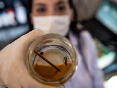 Голодные бактерии Leptospirillum ferriphilum съедают металлический гвоздь за три дня