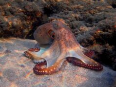 Ученые признали осьминогов и крабов разумными существами