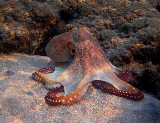 Ученые признали осьминогов и крабов разумными существами