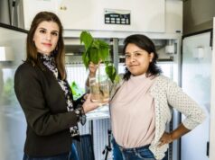 Ученые создали растения, способные накапливать электричество в корнях