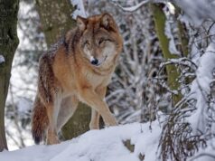 В США волки предотвращают ДТП с оленями