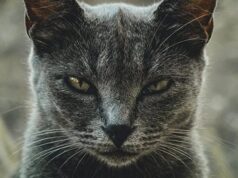 Фелинологи разработали анкету, которая покажет, насколько ваша кошка склонна к психопатии