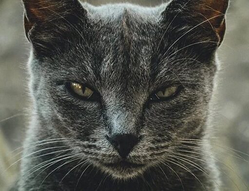 Фелинологи разработали анкету, которая покажет, насколько ваша кошка склонна к психопатии