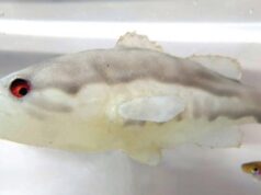 Робо-окунь эффективно защищает рыб и головастиков от преследователей