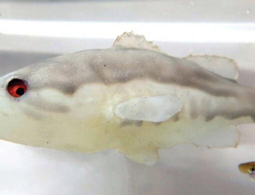 Робо-окунь эффективно защищает рыб и головастиков от преследователей