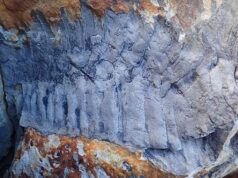 В Британии нашли останки древней многоножки размером с автомобиль