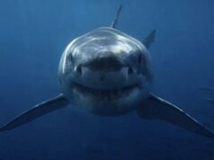 Что такое «лунный эффект» и как он связан с нападениями акул на людей