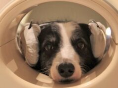 Нейробиологи обнаружили у собак способность различать языки