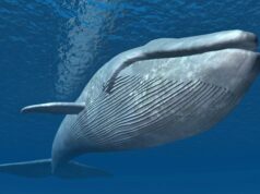 У китов найден орган, который не дает им захлебнуться во время кормежки