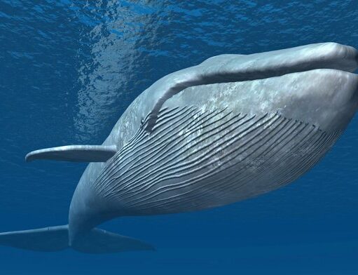 У китов найден орган, который не дает им захлебнуться во время кормежки