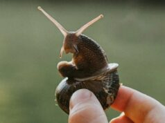 Ученые предупреждают: на Земле началось шестое массовое вымирание