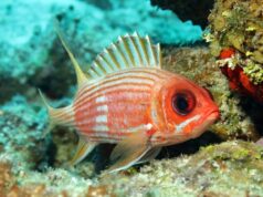 Исследователи выяснили, что большинство рыб общается с помощью звуков