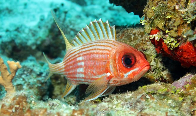 Исследователи выяснили, что большинство рыб общается с помощью звуков 