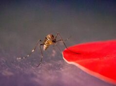 Ученые установили, что комаров привлекают только определенные цвета одежды