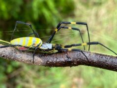 Этим летом в США ожидается нашествие гигантских иноземных пауков